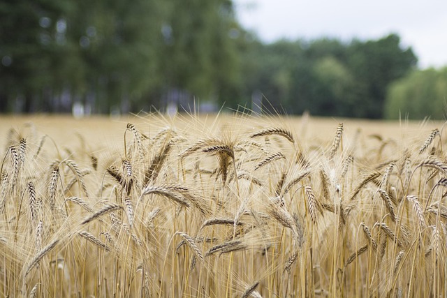 wheat, field, wheat field, barley, crops, wheat crops, arable land, agriculture, farm, farming, cultivation, nature, landscape, rural, countryside, wheat, wheat, wheat, wheat, wheat, wheat field, wheat field, wheat field, crops