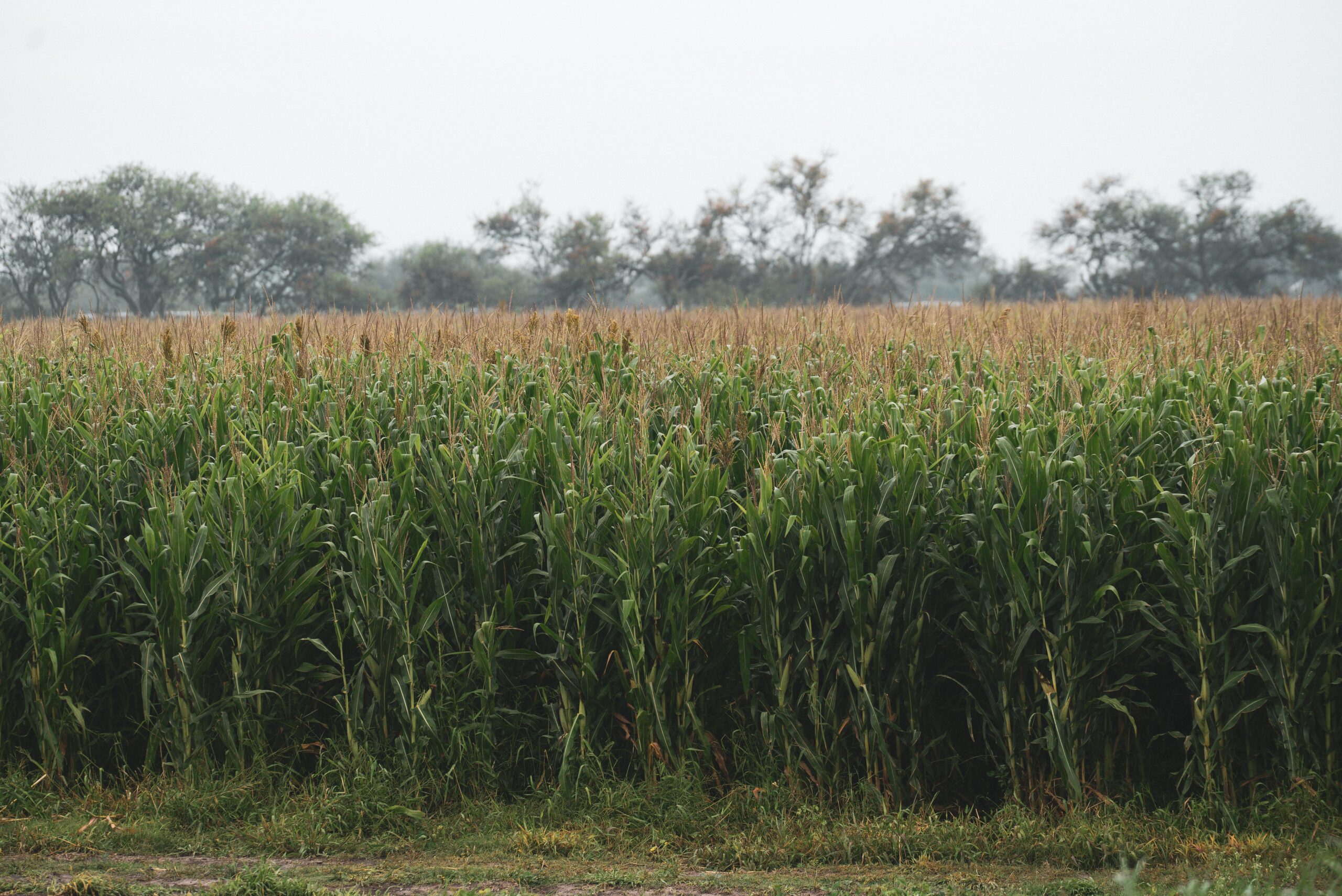 Expansive green cornfield in summer, with trees in the background under an overcast sky.