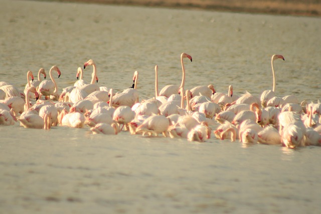 lagoons, flamingos, flamenco, bird, nature, birdwatching