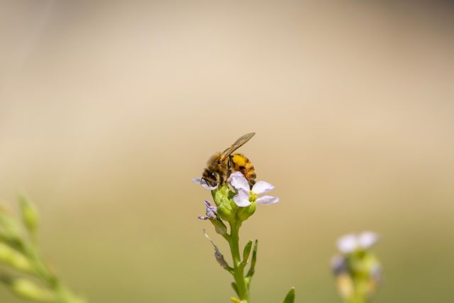 A close-up of a honey bee pollinating a small purple flower in New South Wales, Australia.